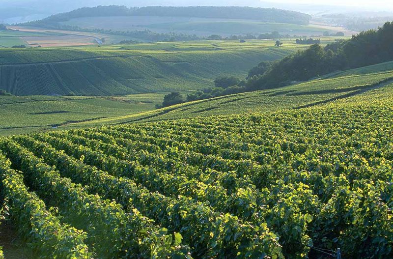 Die Weinberge um Aÿ sind berühmt für ihre Qualität | © Maison Bollinger