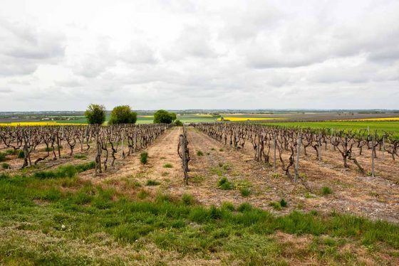 Ein Weinberg in der Charente
