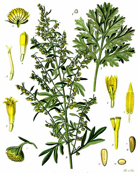 Artemisia absinthium – gemeiner Wermut. Eine Zeichnung aus der Sammlung von Franz Eugen Köhler 1897 | Quelle: wikipedia.org