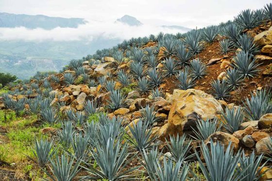 Ein Feld voller Agaven in den mexikanischen Highlands © jcfotografo | www.fotolia.com