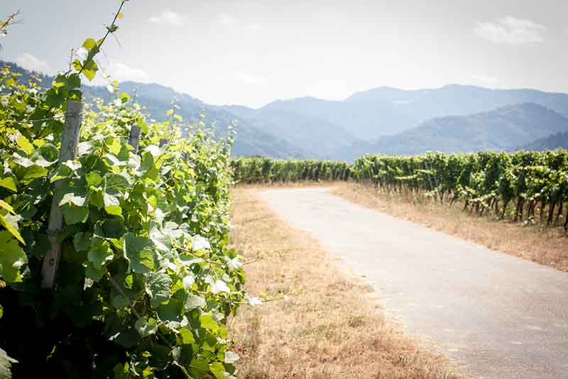 Wein aus dem Markgräflerland und im Hintergrund der Schwarzwald