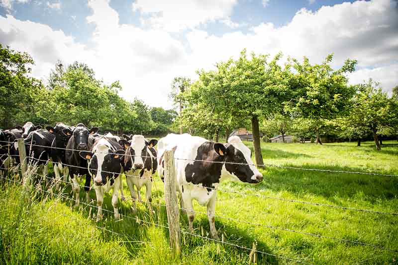Ein nicht seltenes Bild: Apfelwiesen und Kühe