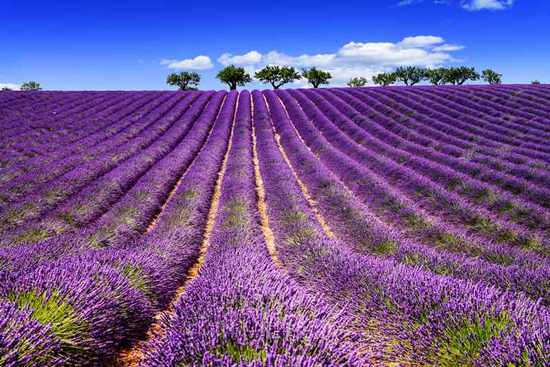 Lavendel ist eines der wichtigsten Aromen des französischen Südens.
