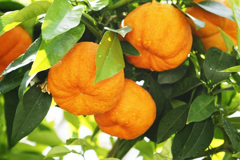 Pomeranzen Orangen © Johanna Mühlbauer via stock.adobe