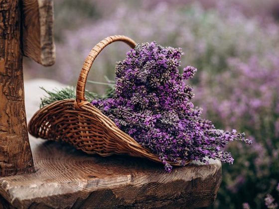 Lavendel - Der Duft Südfrankreichs © stock.adobe by Tasha Sinchuk