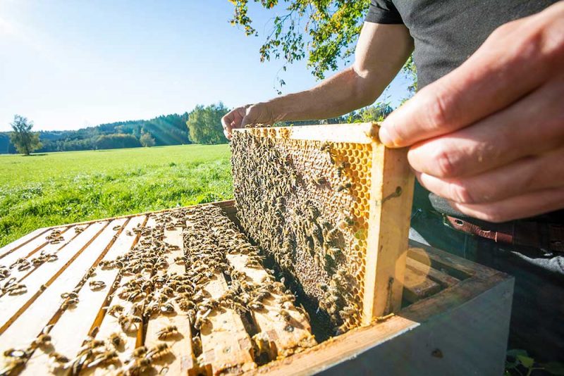 Fleißige Bienen produzieren immer ein lokales Produkt. ©stock.adobe by mmphoto