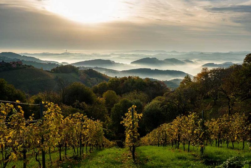 Die Südsteiermark ist ein absoluter Geheimtip für grandiose Weine @ stock.adobe by Johannes Aßlaber