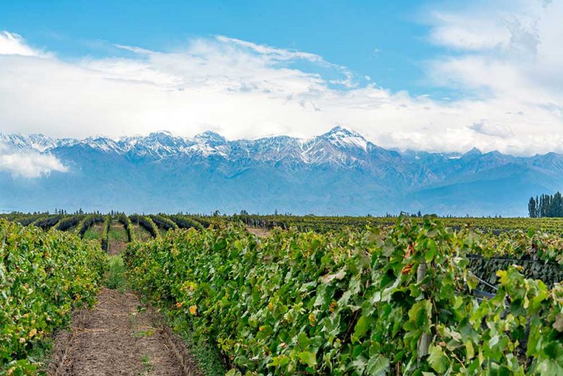 Weinbau im Valle de Uco im argentinischen Mendoza | © stock.adobe by Angela Meier