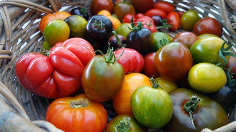 Verschiedene Sorten Tomaten | © via stock.adobe by Christian Bernd