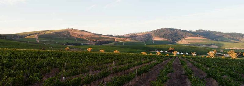 Bottary Hills - sandige Lehmböden für besondere Weine | © Adriaan via stock.adobe